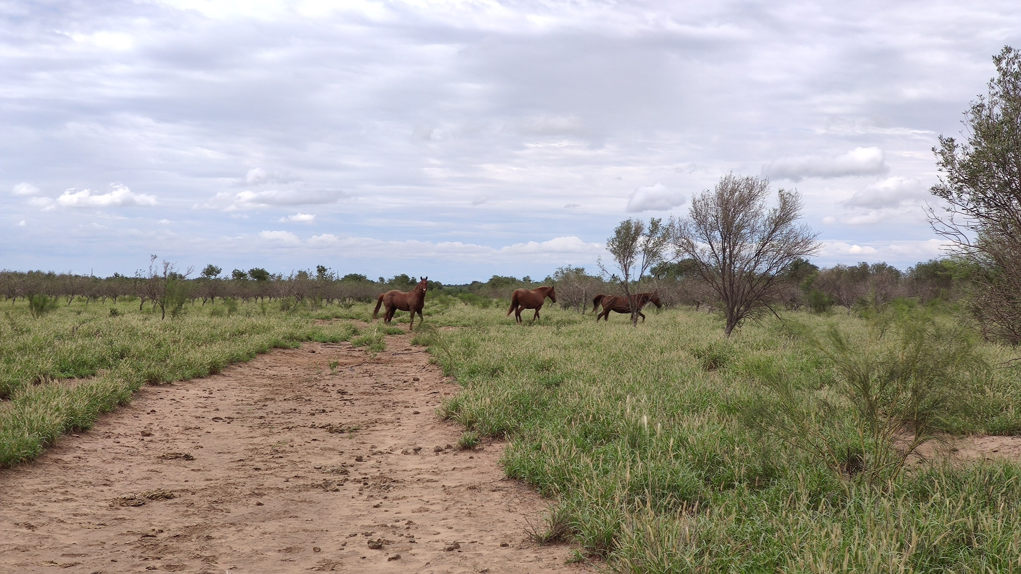 Campo de 3000 ha.
