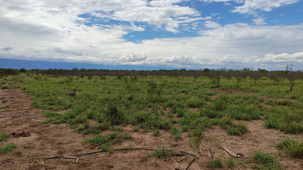 Campo de 3000 ha.