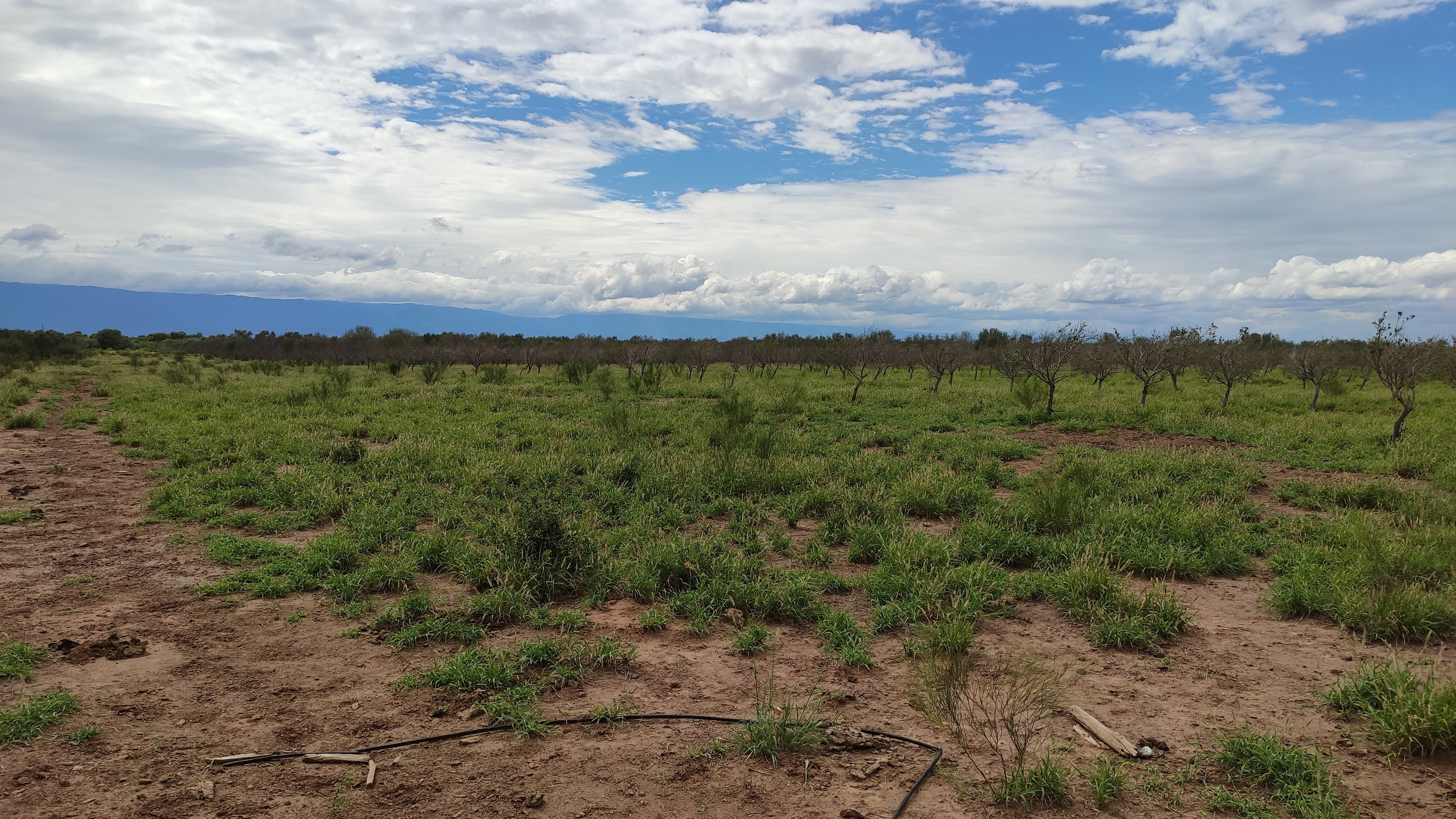 Campo de 3000 ha.