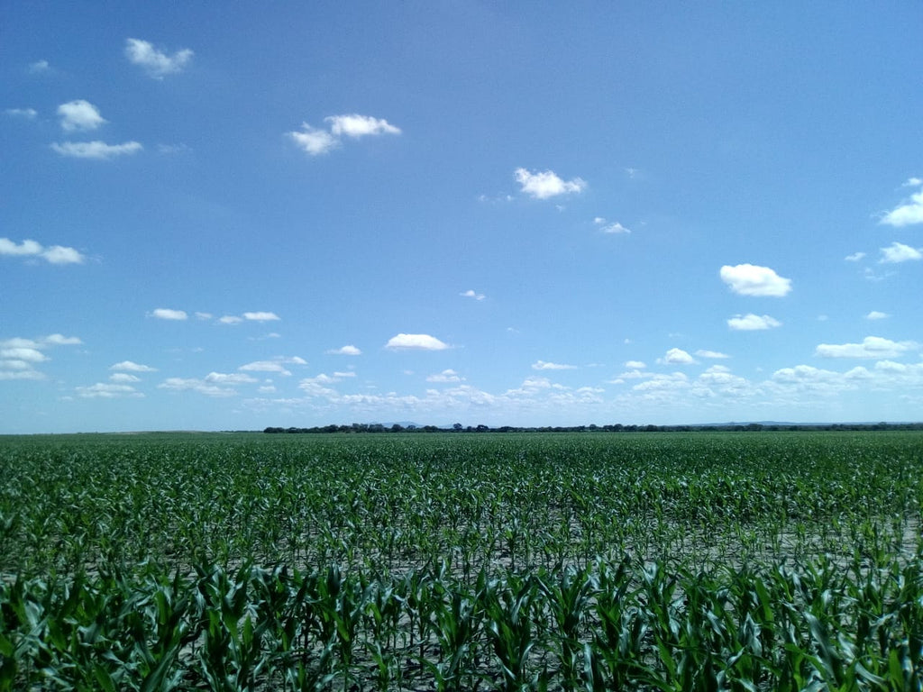 Campo Las Mercedes en Copo Quile, Rosario de la Frontera, Salta - 6600 ha