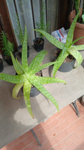 Aloe Vera