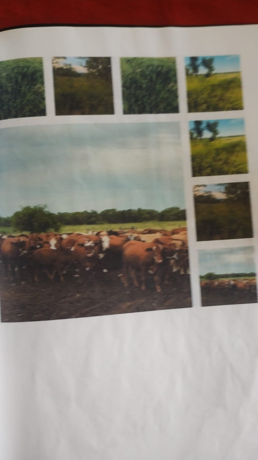 Campo Estancia 9 de Julio