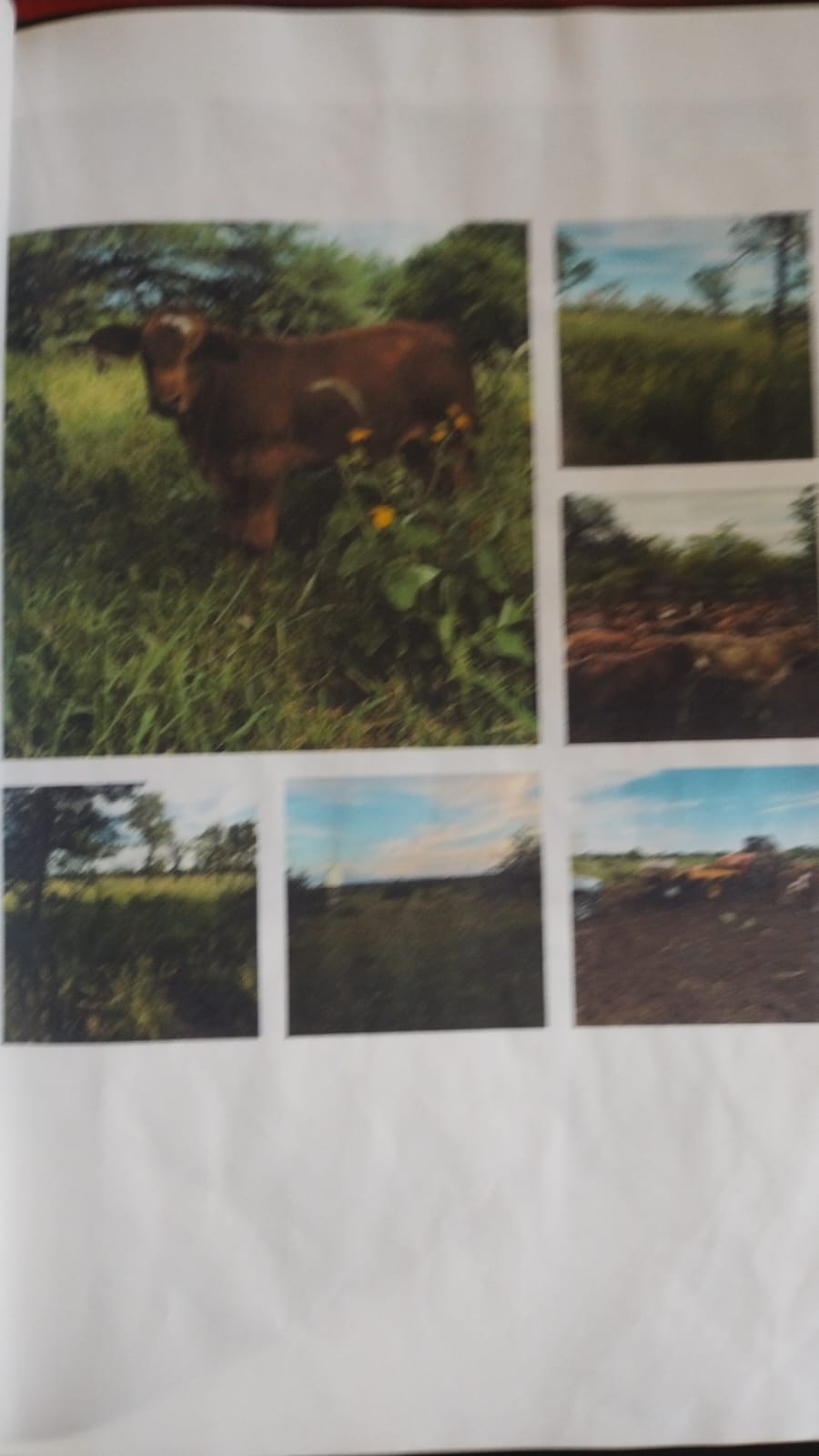 Campo Estancia 9 de Julio