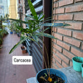 Carcacea