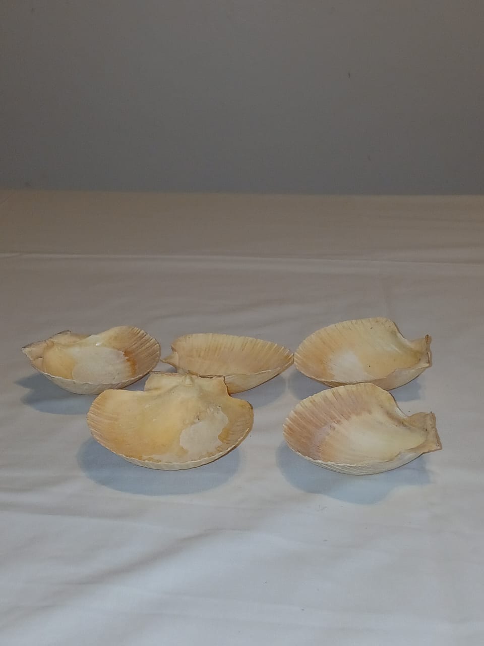 Diez Platos de Concha de Mar
