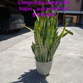 Lengua de Suegra 180 Hojas