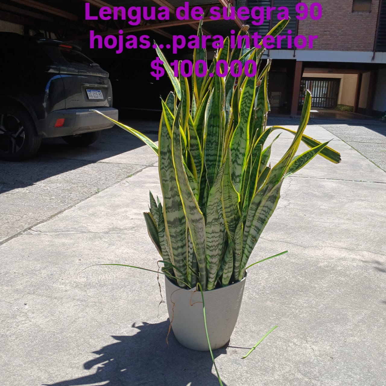 Lengua de Suegra 180 Hojas