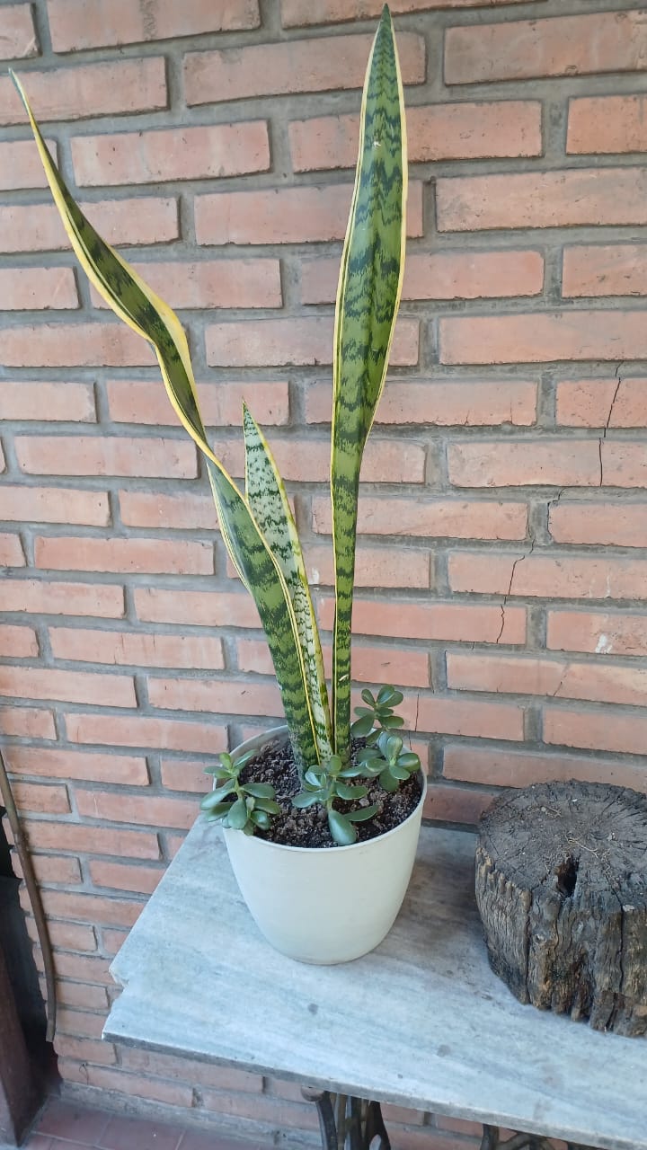 Lengua de Suegra y Arbolito de Jade