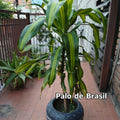 Palo de Brasil