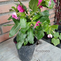 Rosalea