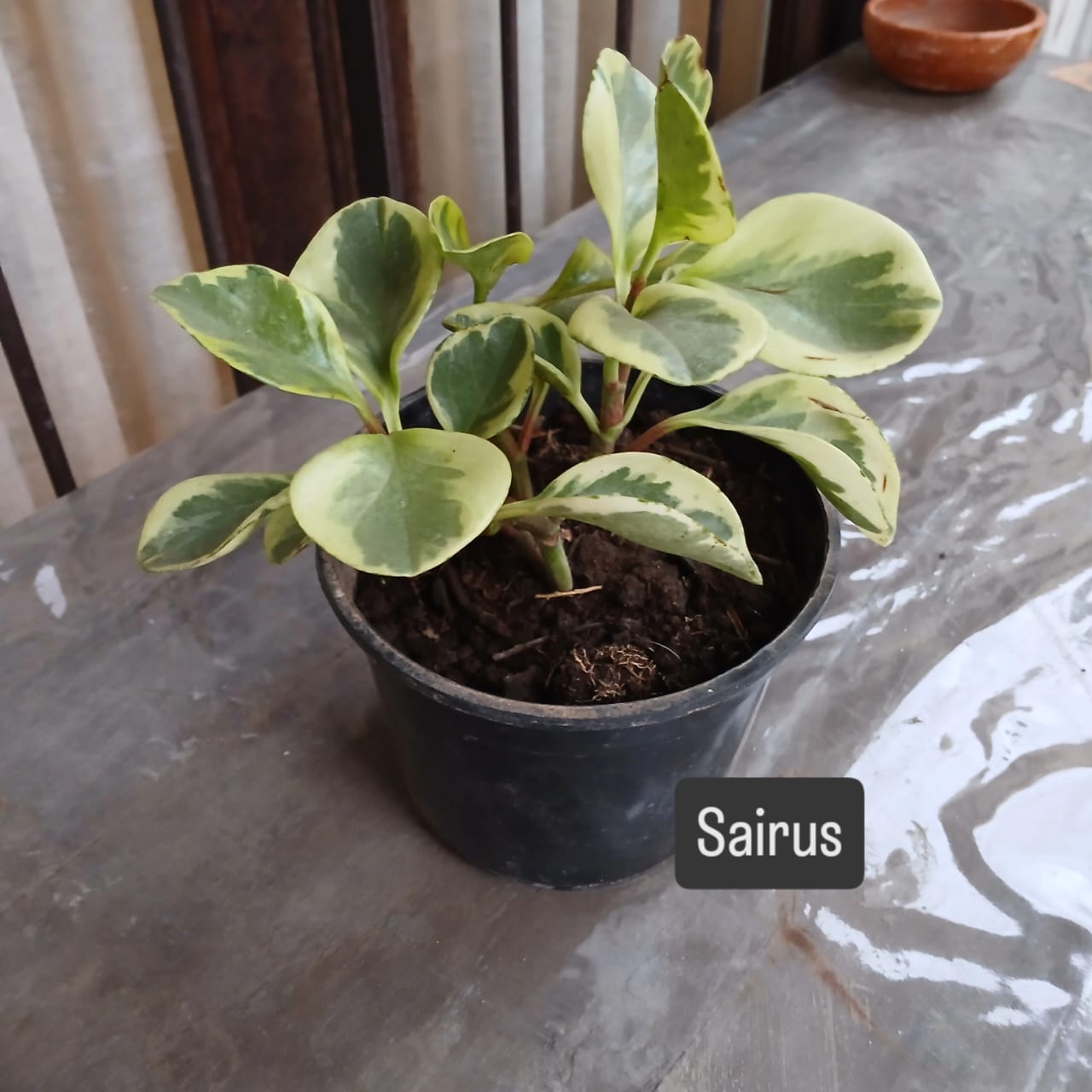 Sairus